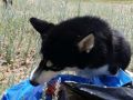IMG 20190621 WA0002